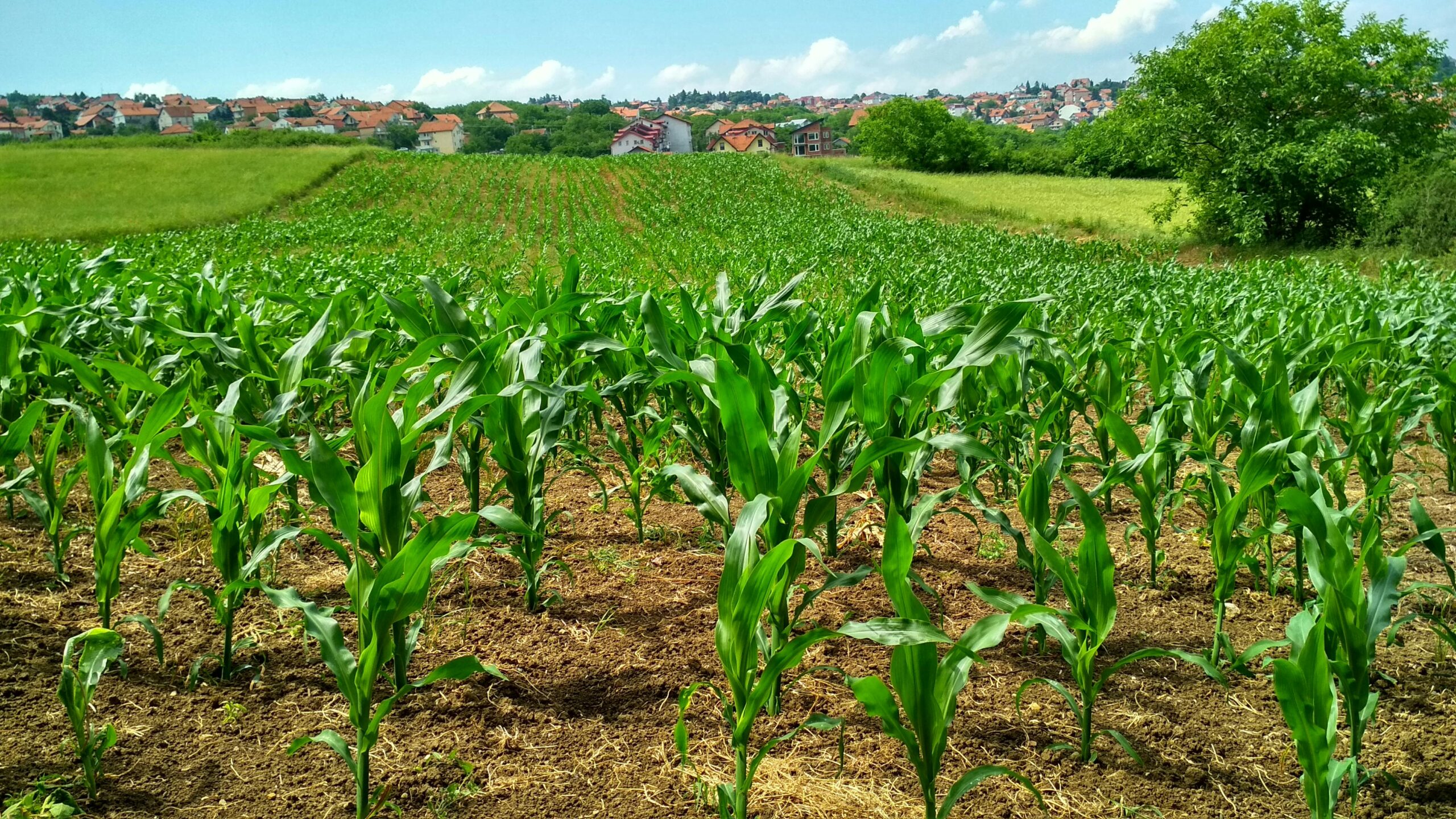 Environmental Conservation 